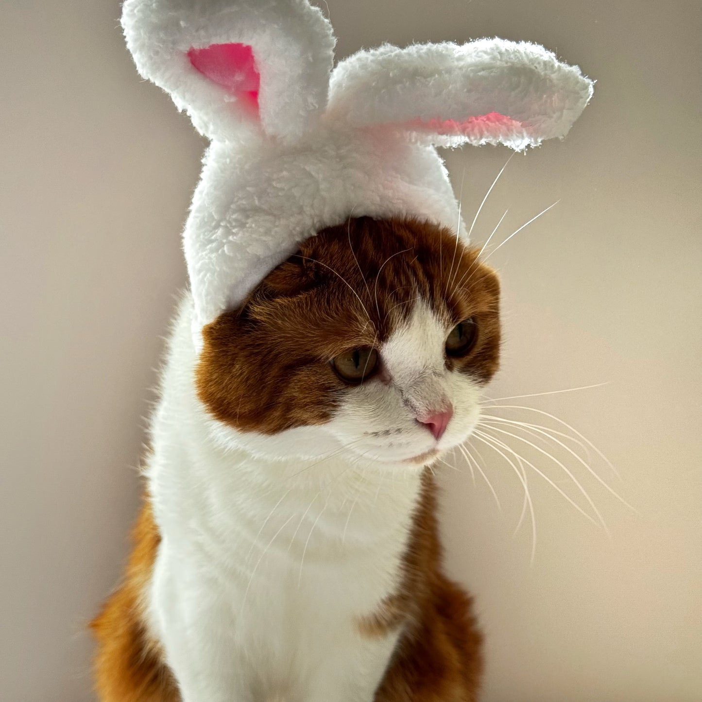 Bunny Ears Cat Hat – Fluffy Easter Cap for Cats 🐱🐰