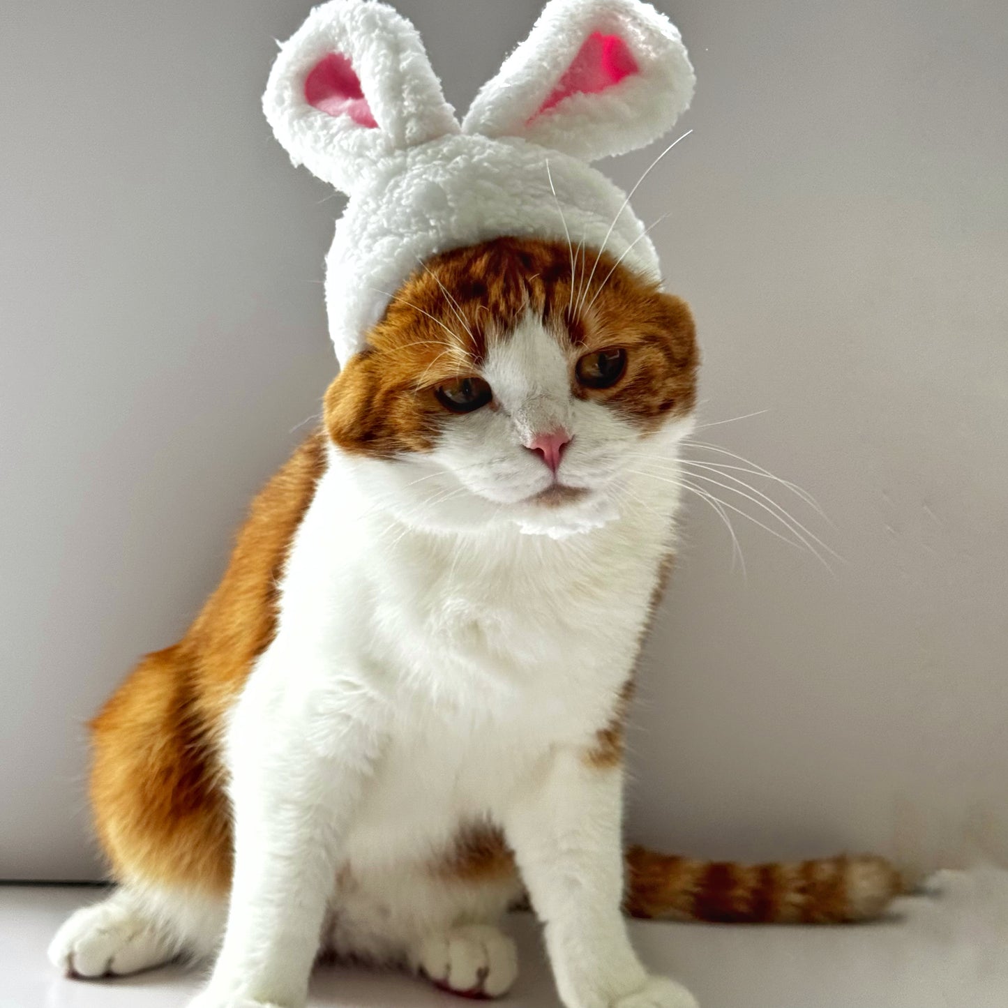 Bunny Ears Cat Hat – Fluffy Easter Cap for Cats 🐱🐰