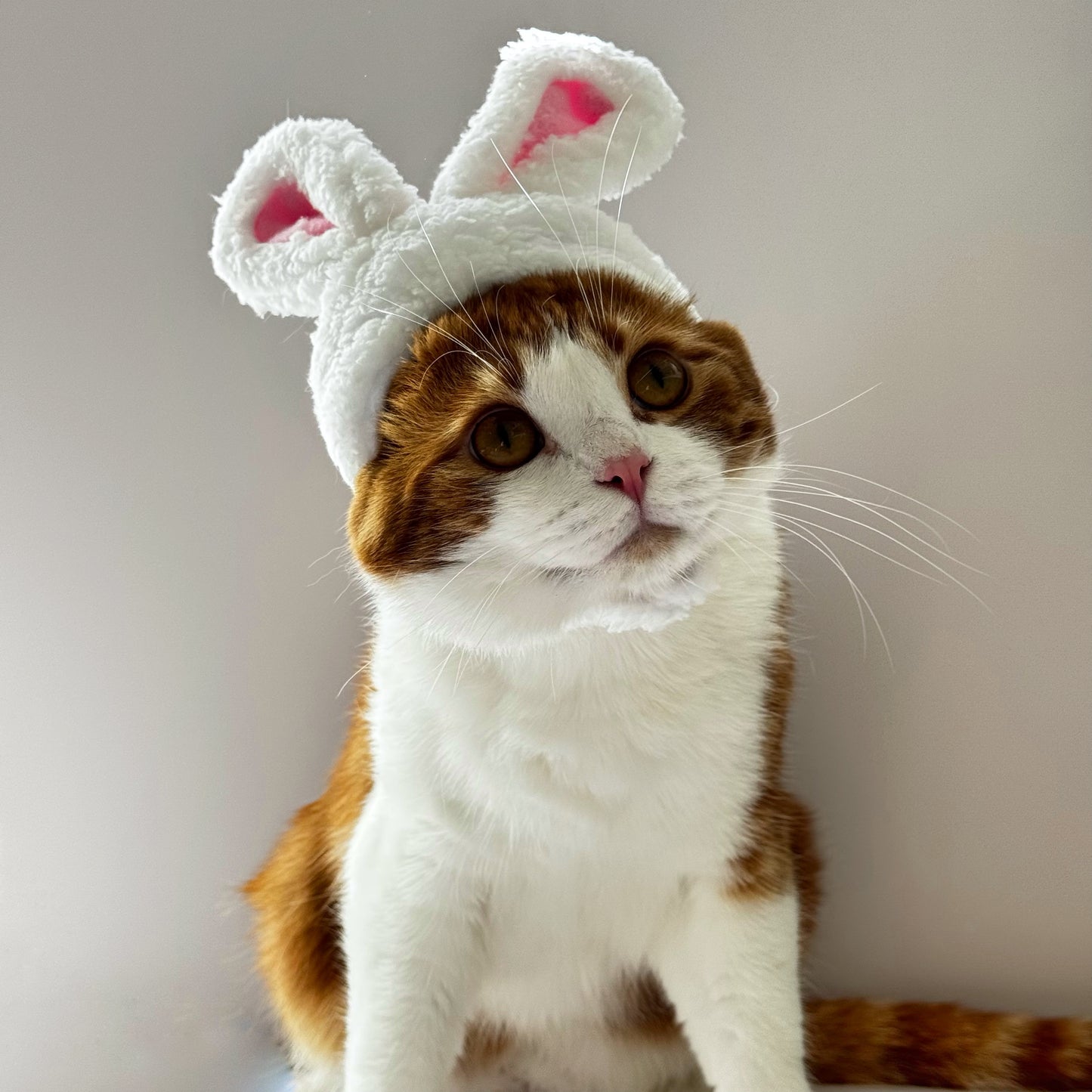 Bunny Ears Cat Hat – Fluffy Easter Cap for Cats 🐱🐰