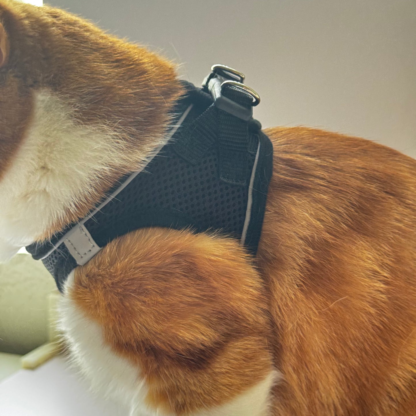 Adjustable Cat Harness & Leash Set – No-Pull, Soft & Breathable (S/M, 3 Colors) 🐾