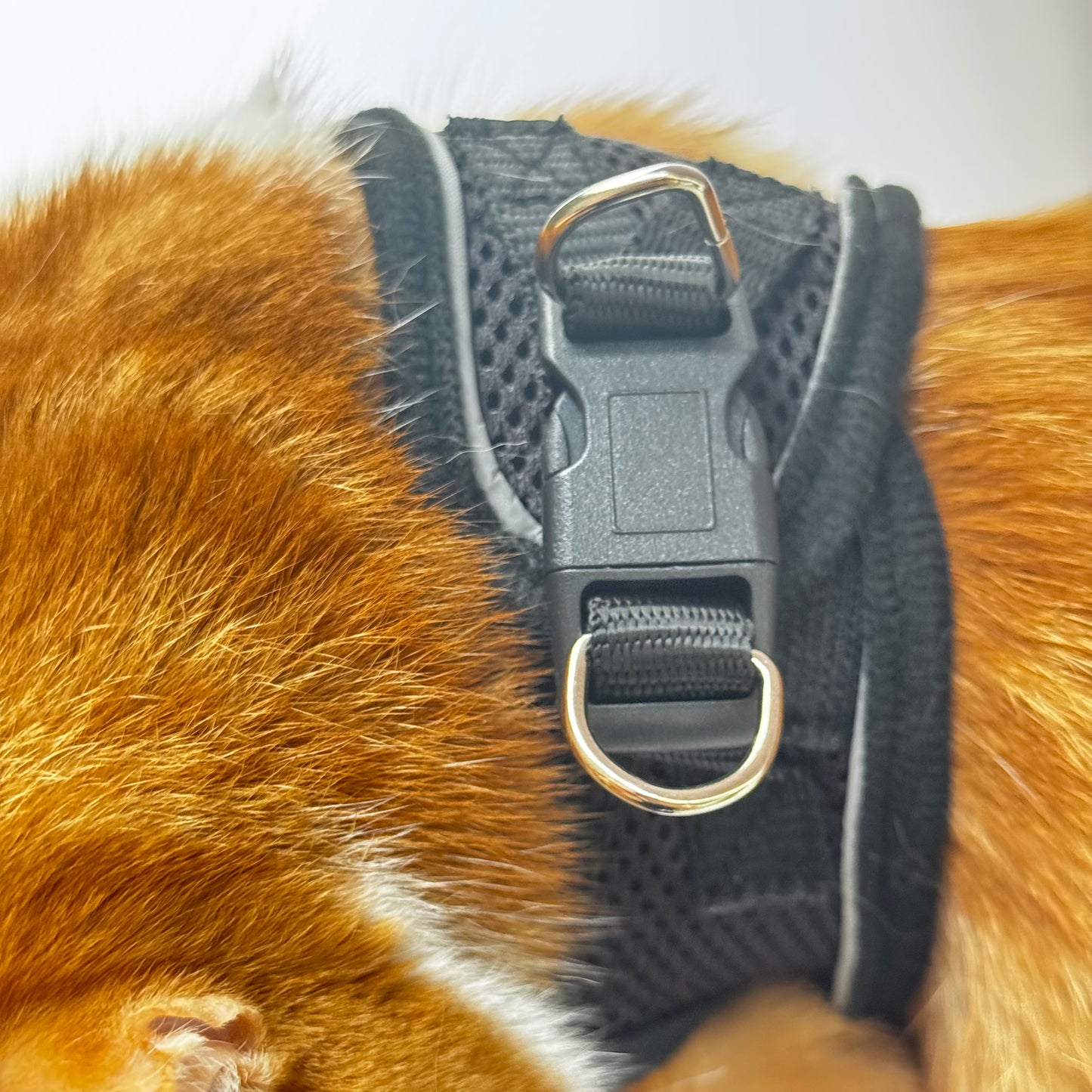 Adjustable Cat Harness & Leash Set – No-Pull, Soft & Breathable (S/M, 3 Colors) 🐾