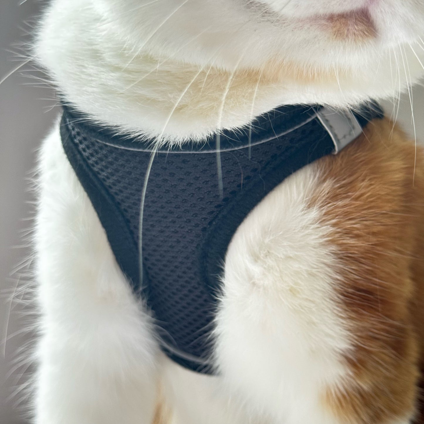 Adjustable Cat Harness & Leash Set – No-Pull, Soft & Breathable (S/M, 3 Colors) 🐾