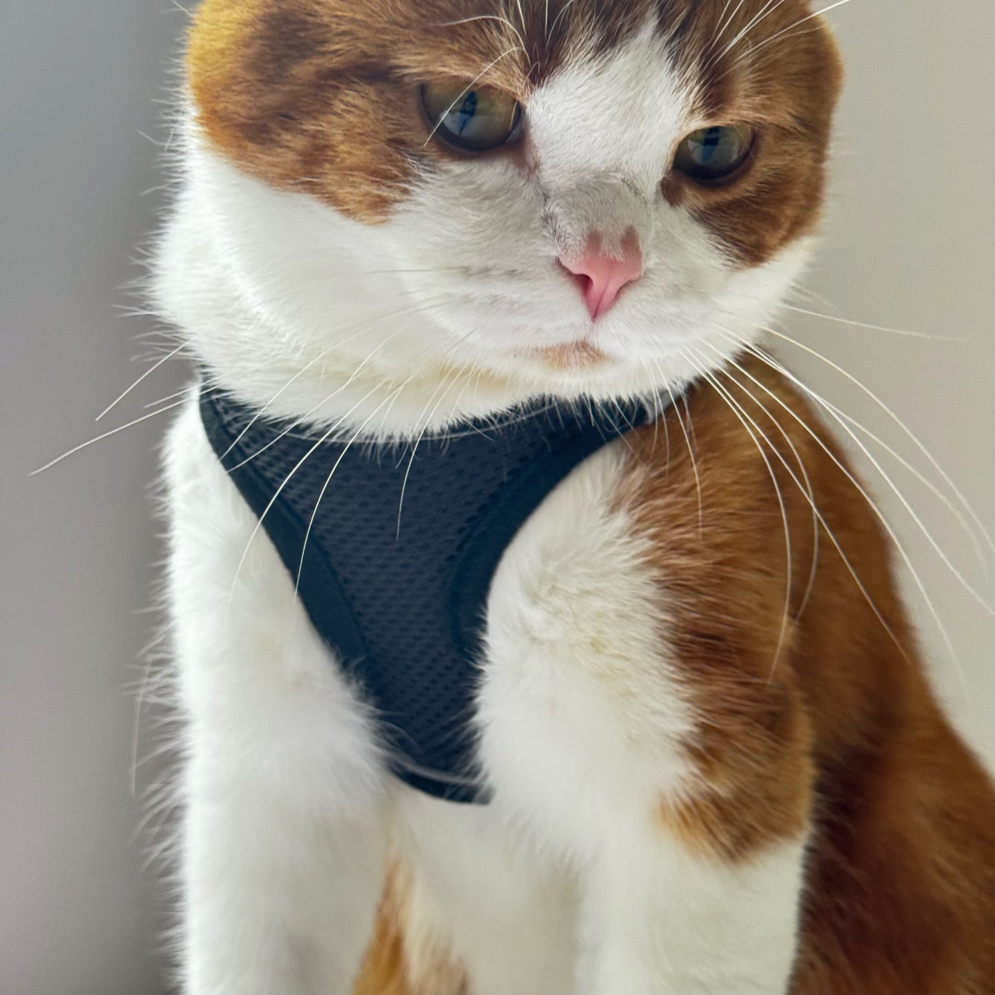 Adjustable Cat Harness & Leash Set – No-Pull, Soft & Breathable (S/M, 3 Colors) 🐾