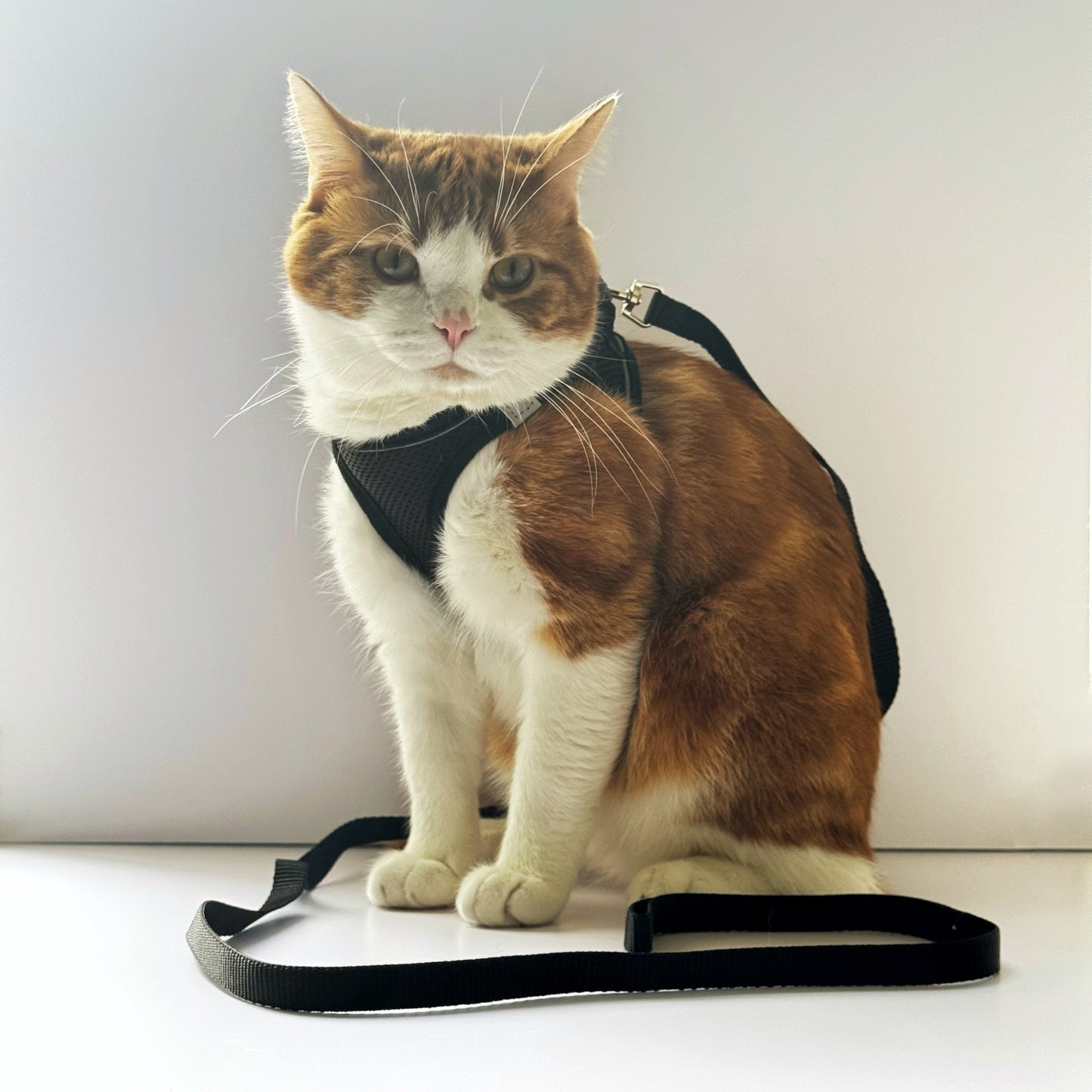 Adjustable Cat Harness & Leash Set – No-Pull, Soft & Breathable (S/M, 3 Colors) 🐾