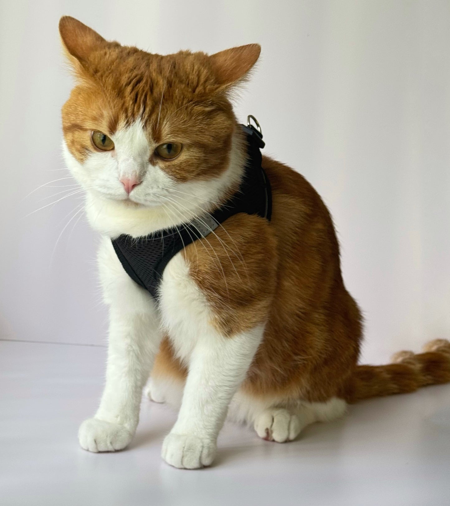 Adjustable Cat Harness & Leash Set – No-Pull, Soft & Breathable (S/M, 3 Colors) 🐾
