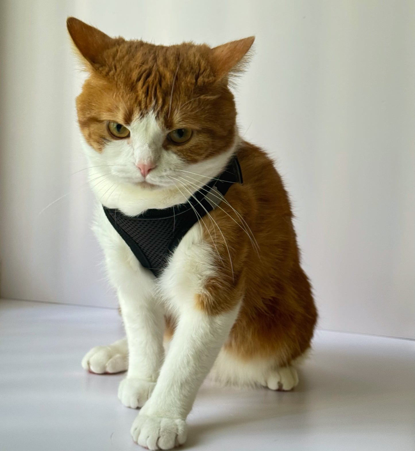 Adjustable Cat Harness & Leash Set – No-Pull, Soft & Breathable (S/M, 3 Colors) 🐾