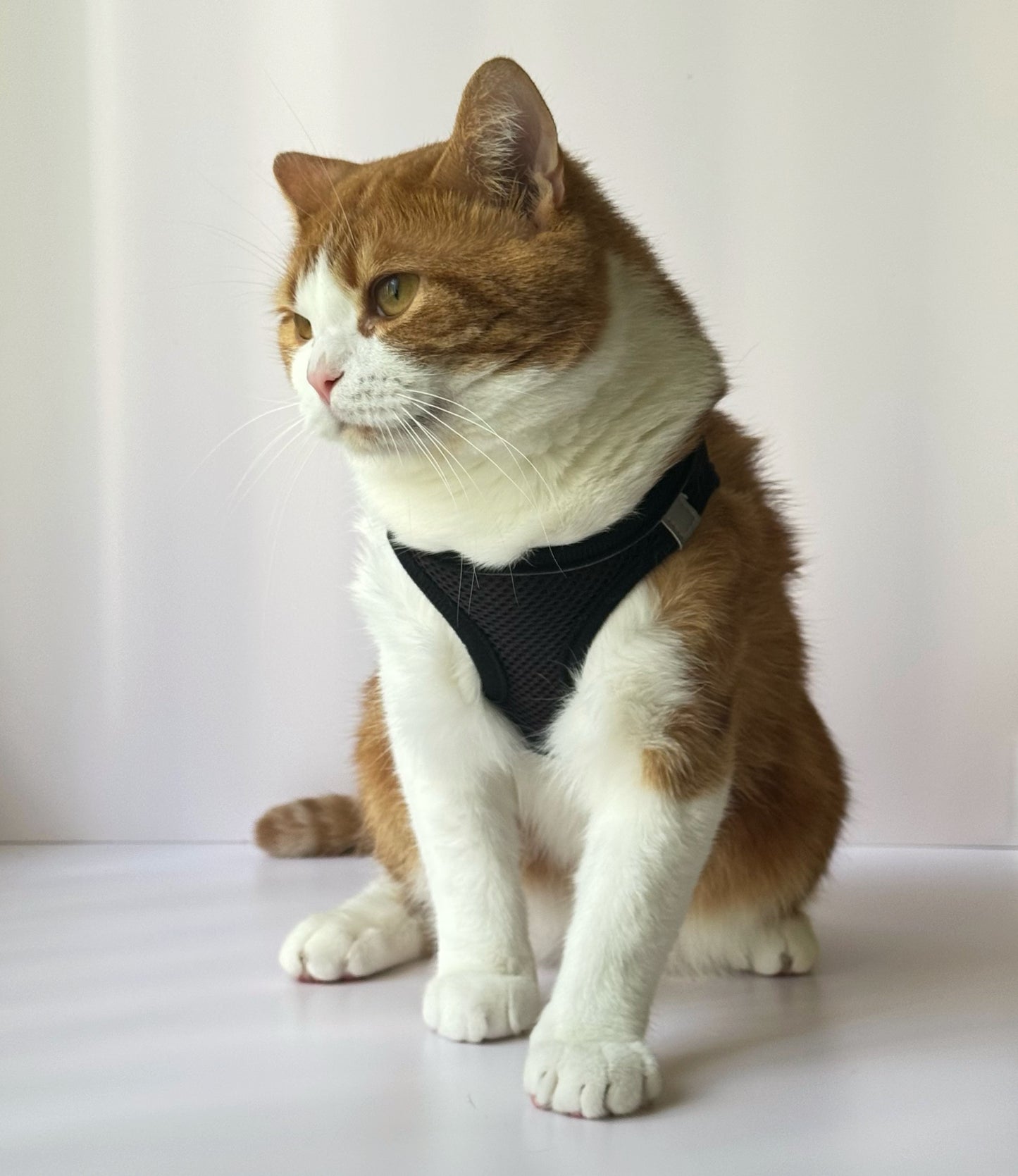 Adjustable Cat Harness & Leash Set – No-Pull, Soft & Breathable (S/M, 3 Colors) 🐾