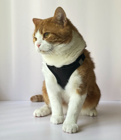 Adjustable Cat Harness & Leash Set – No-Pull, Soft & Breathable (S/M, 3 Colors) 🐾