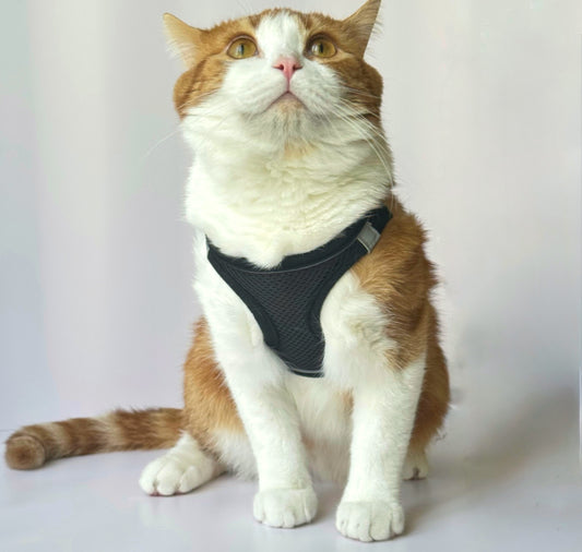 Adjustable Cat Harness & Leash Set – No-Pull, Soft & Breathable (S/M, 3 Colors) 🐾